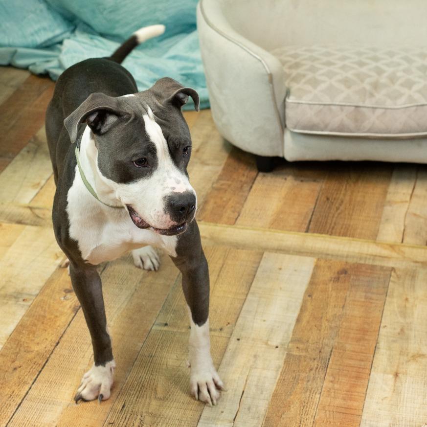 Hollis, a Adoptable mixed breed in East Saint Louis, IL image 1/6