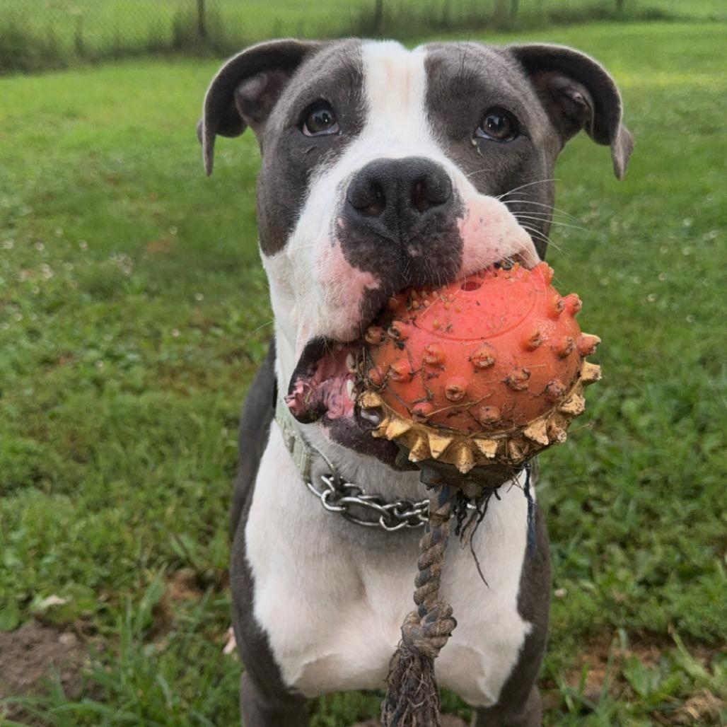 Hollis (Sponsored), Adoptable, Adult Male Pit Bull Terrier & English Bulldog.