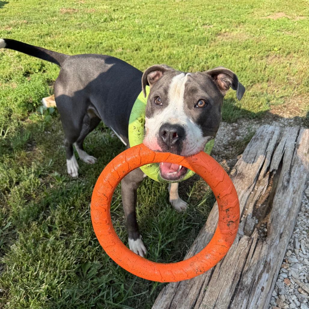 Enlarge Hollis (Sponsored), a Adoptable mixed breed in East Saint Louis, IL image 2/6