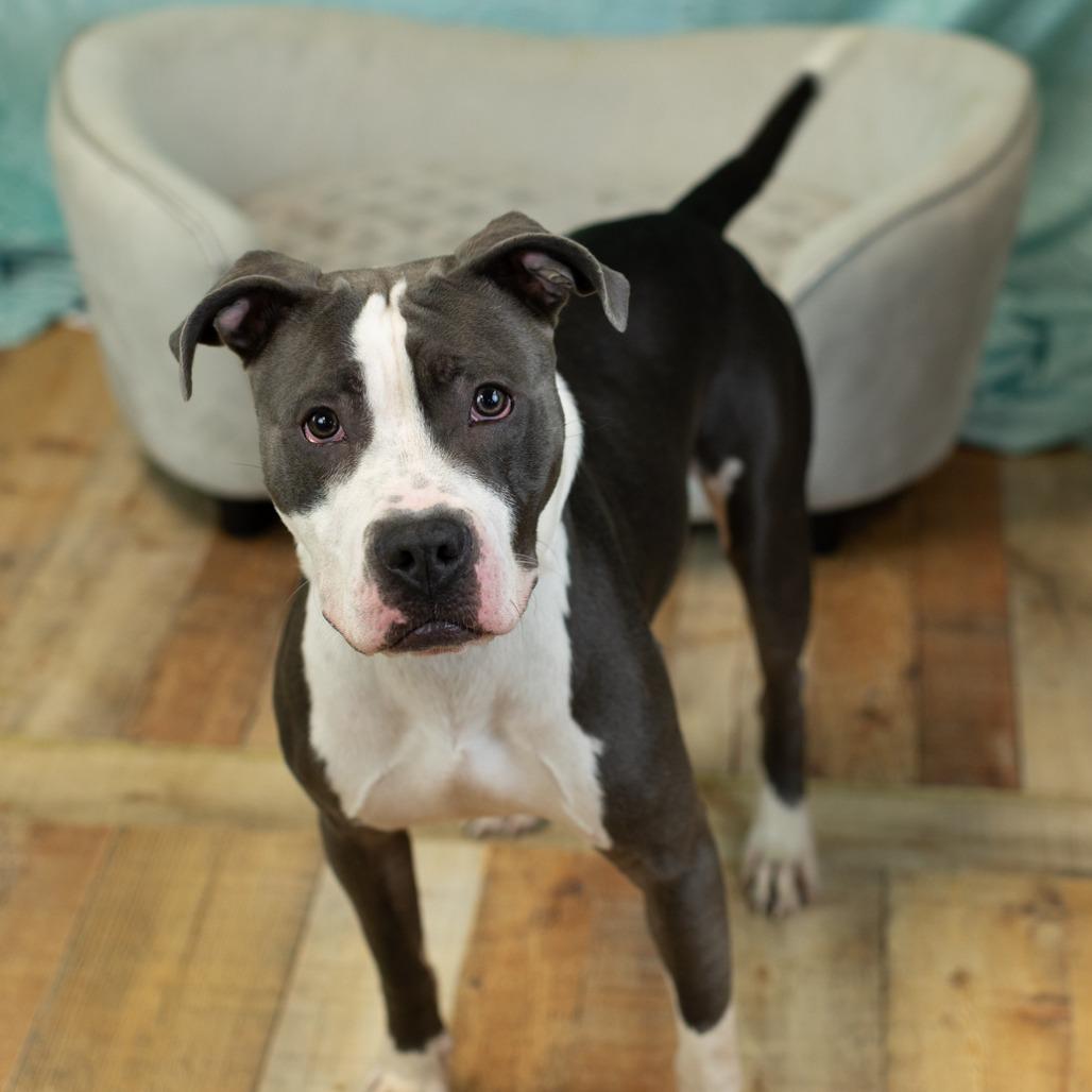 Hollis, a Adoptable mixed breed in East Saint Louis, IL image 2/6