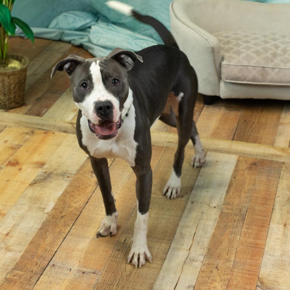 Hollis, a Adoptable mixed breed in East Saint Louis, IL image 3/6
