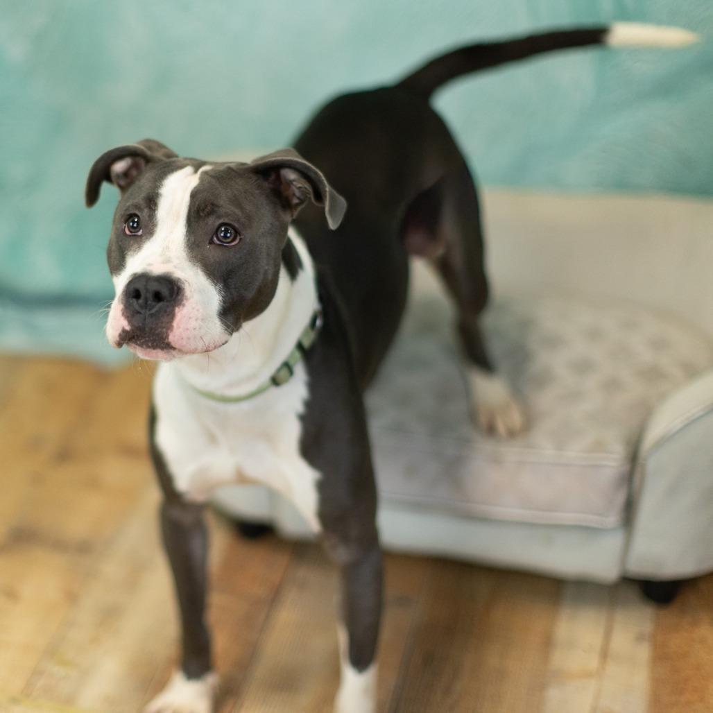 Hollis, a Adoptable mixed breed in East Saint Louis, IL image 4/6