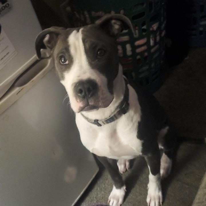 Hollis, a Adoptable mixed breed in East Saint Louis, IL image 5/6