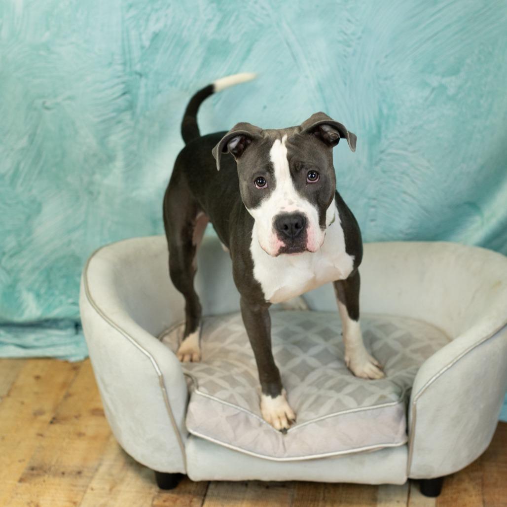 Hollis, a Adoptable mixed breed in East Saint Louis, IL image 6/6