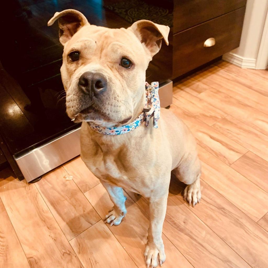 Lola, Adoptable, Adult Female American Bulldog & Mixed Breed.