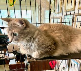 Enlarge Rona, a Adopted mixed breed in Mobile, AL image 1/2