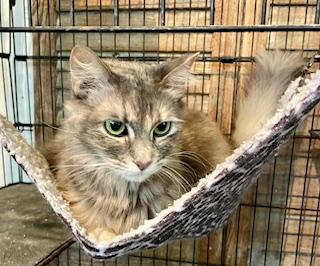 Enlarge Rona, a Adopted mixed breed in Mobile, AL image 2/2