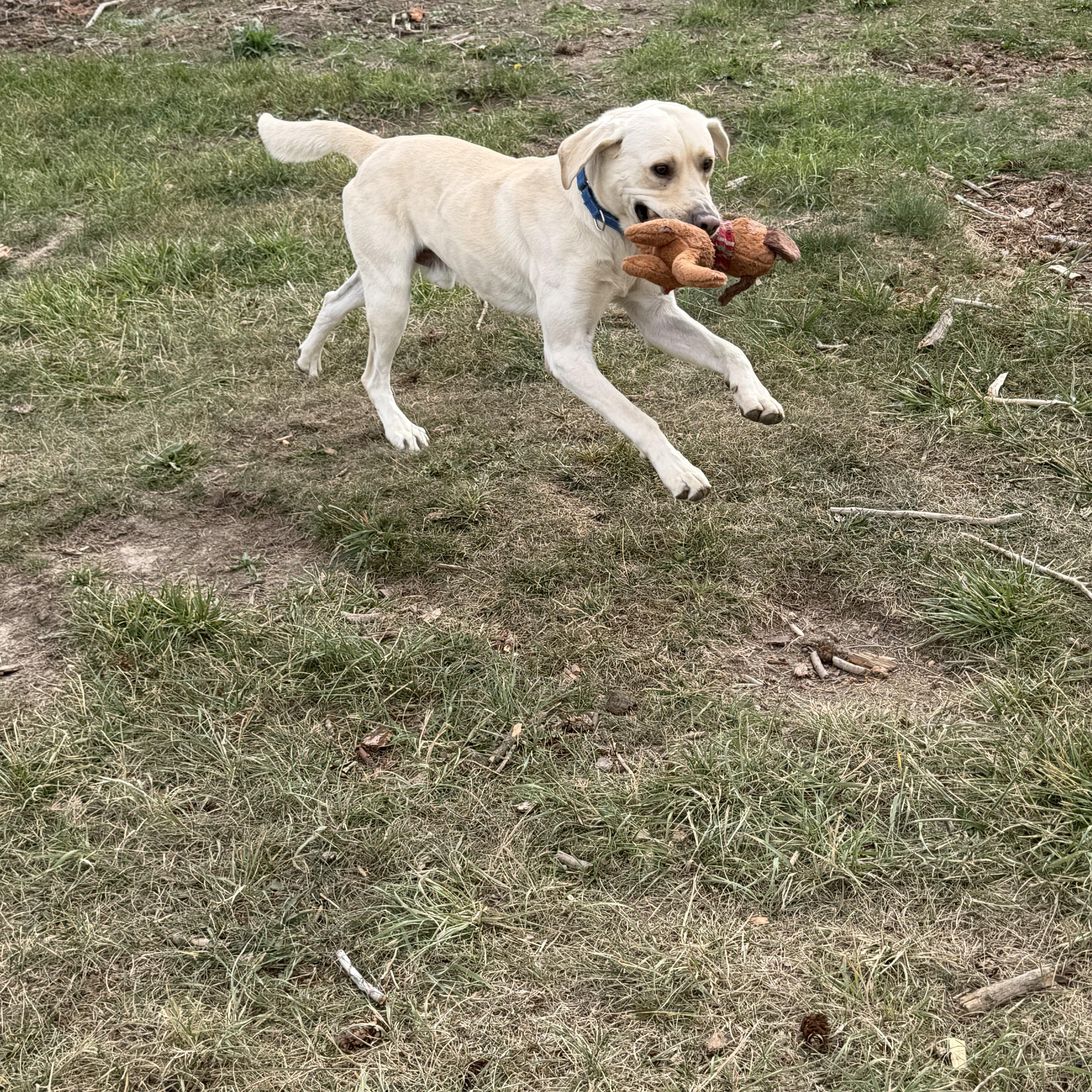 Enlarge Corbin, a Adopted Yellow Labrador Retriever in Plummer, ID image 5/6