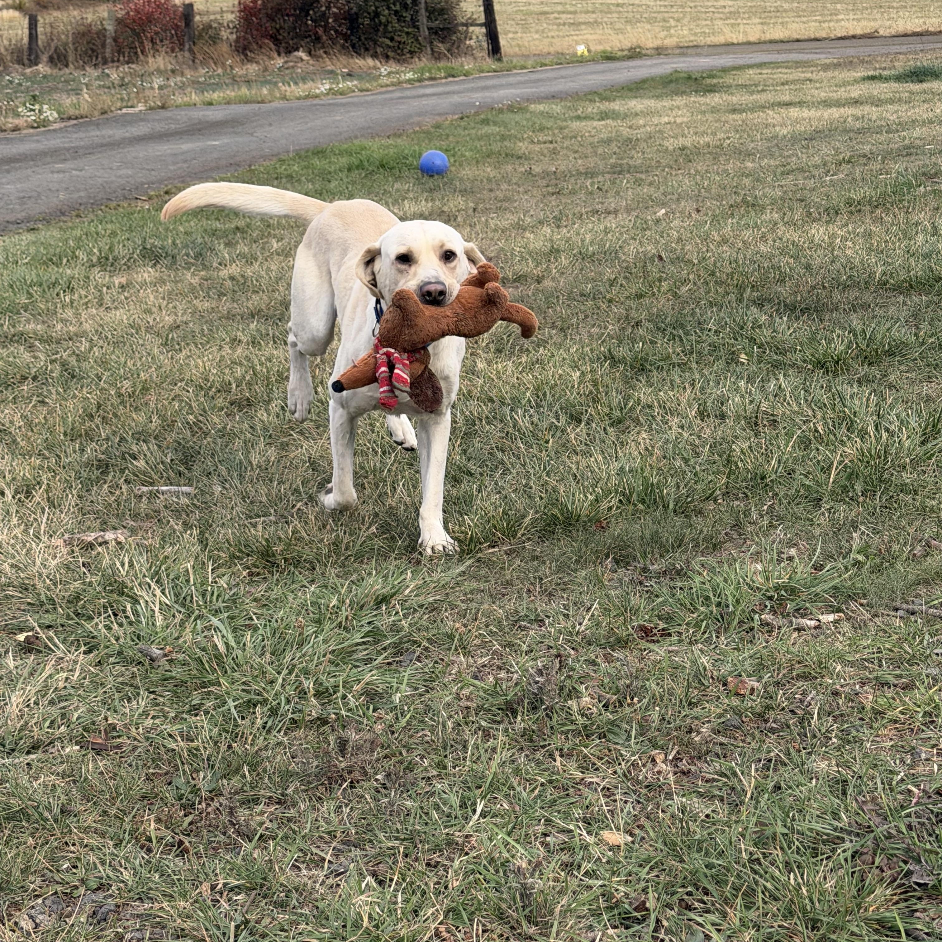 Enlarge Corbin, a Adopted Yellow Labrador Retriever in Plummer, ID image 4/6