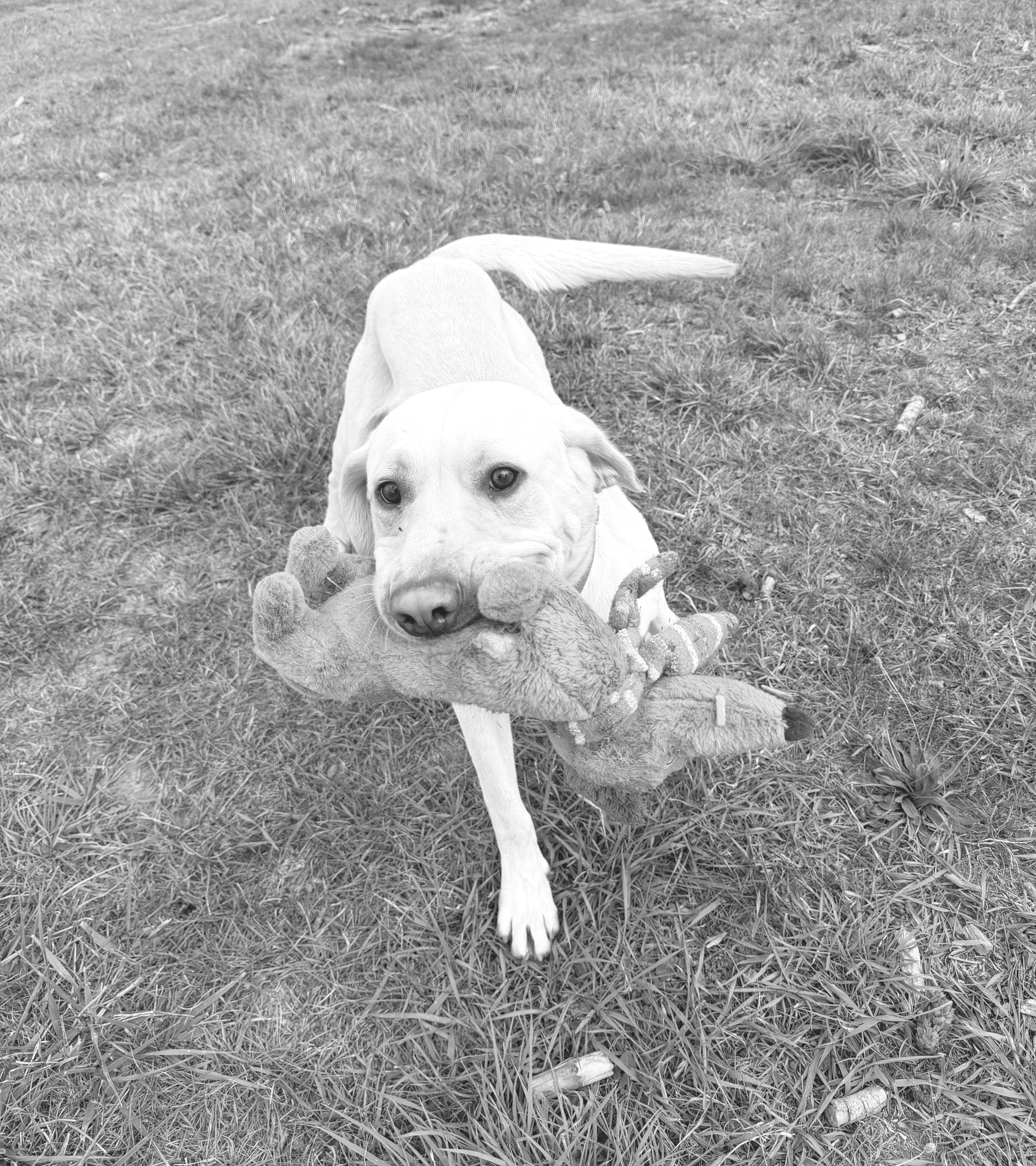Corbin, Adopted, Young Male Yellow Labrador Retriever.