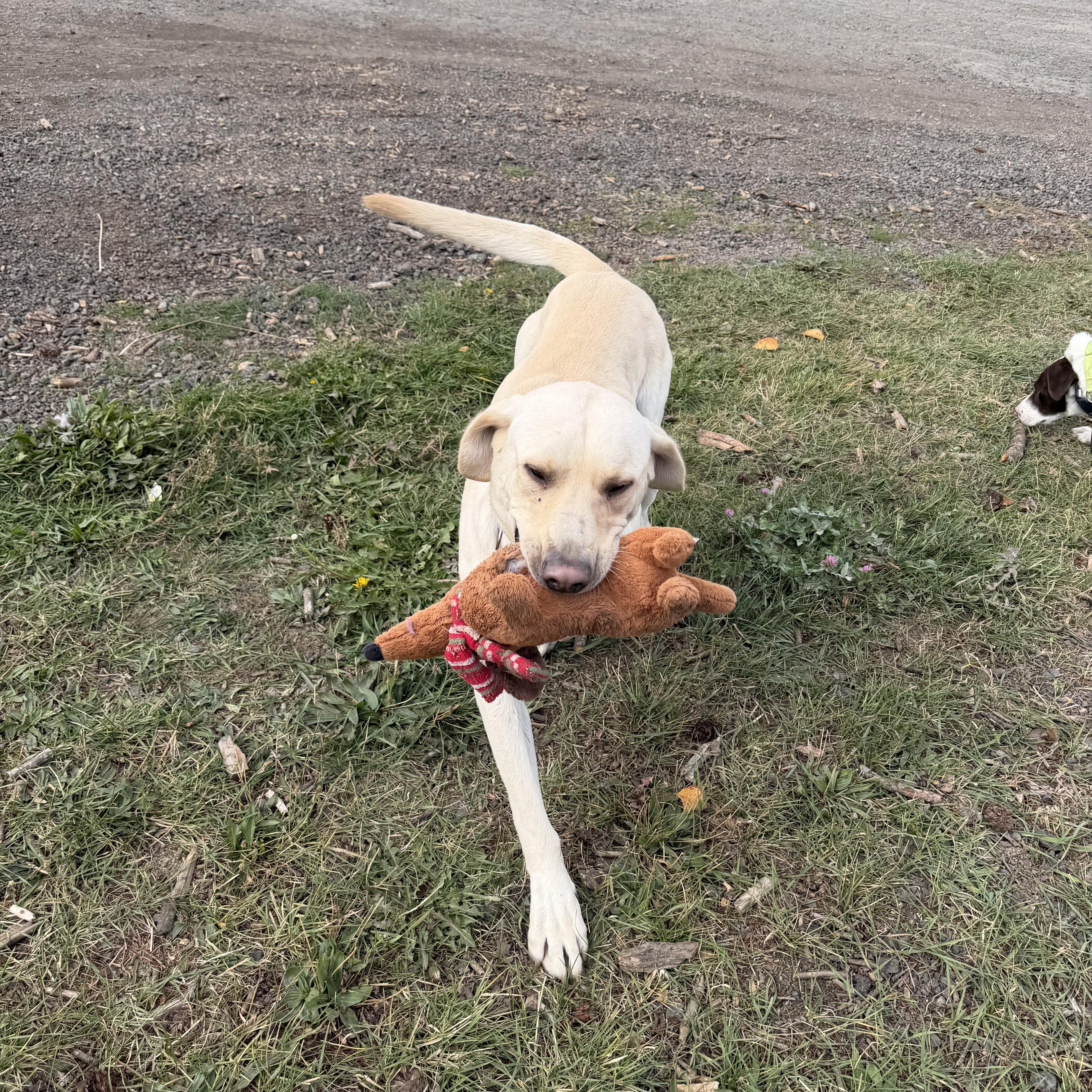 Enlarge Corbin, a Adopted Yellow Labrador Retriever in Plummer, ID image 6/6