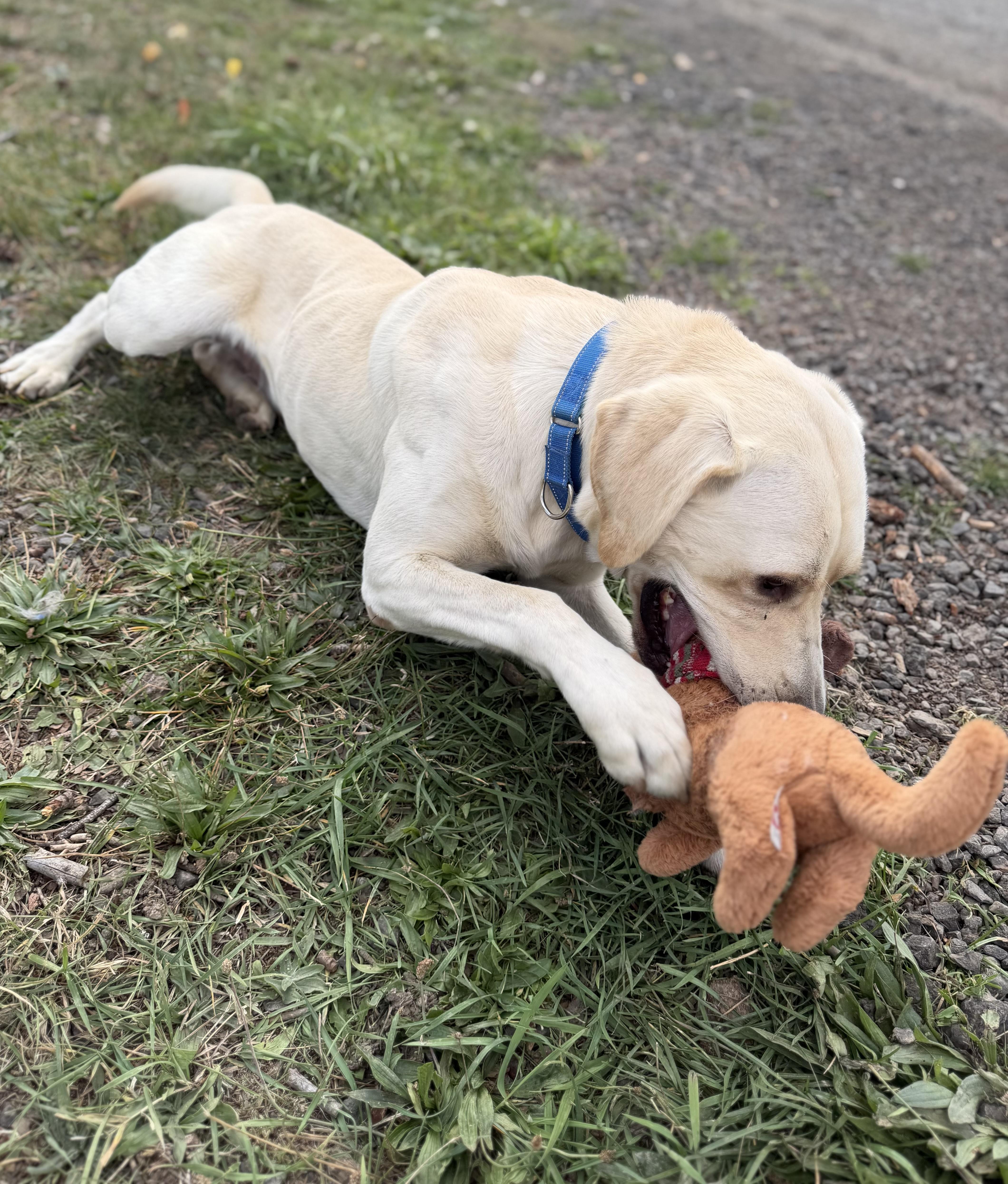 Enlarge Corbin, a Adopted Yellow Labrador Retriever in Plummer, ID image 2/6