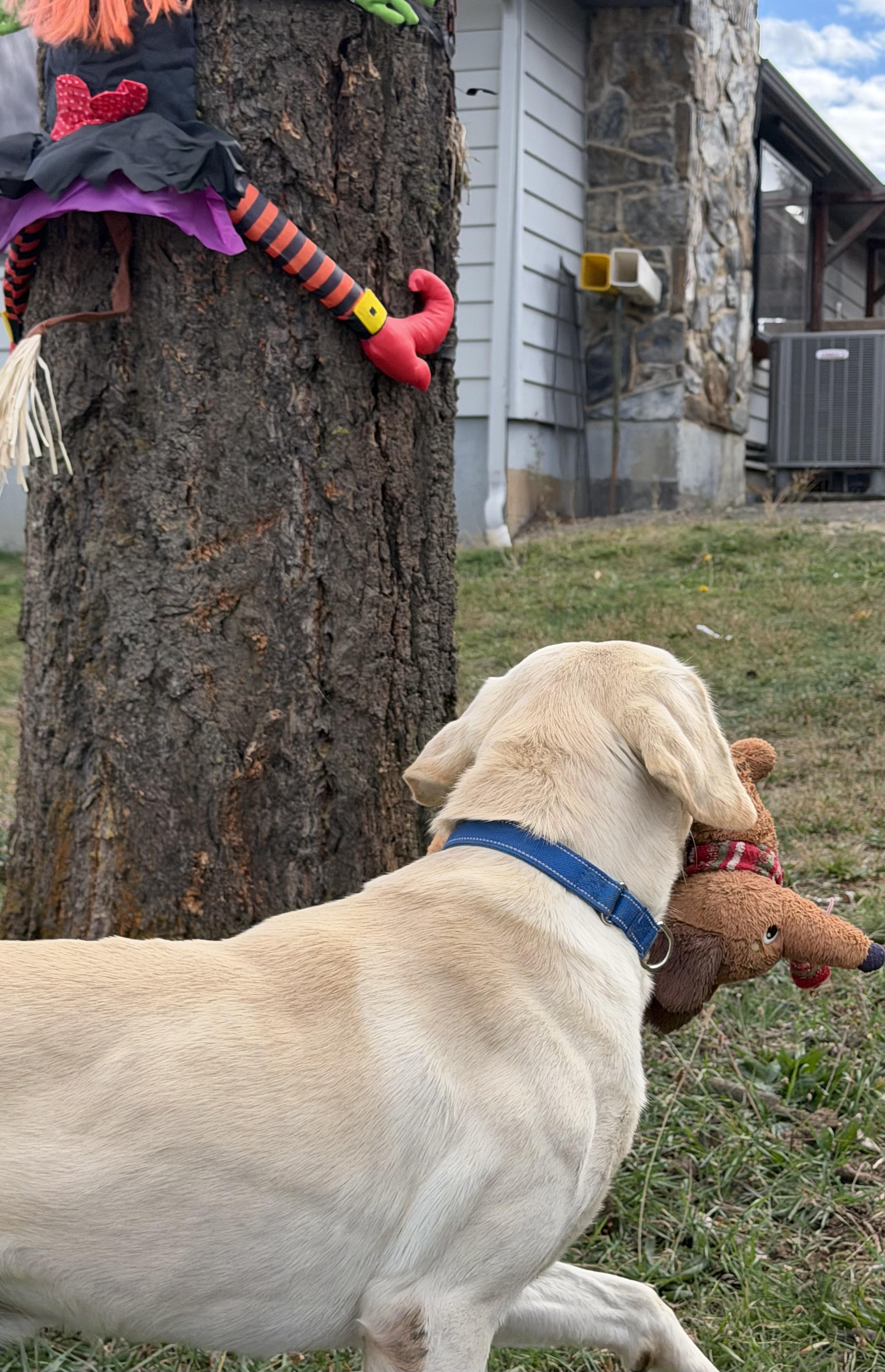 Enlarge Corbin, a Adopted Yellow Labrador Retriever in Plummer, ID image 3/6