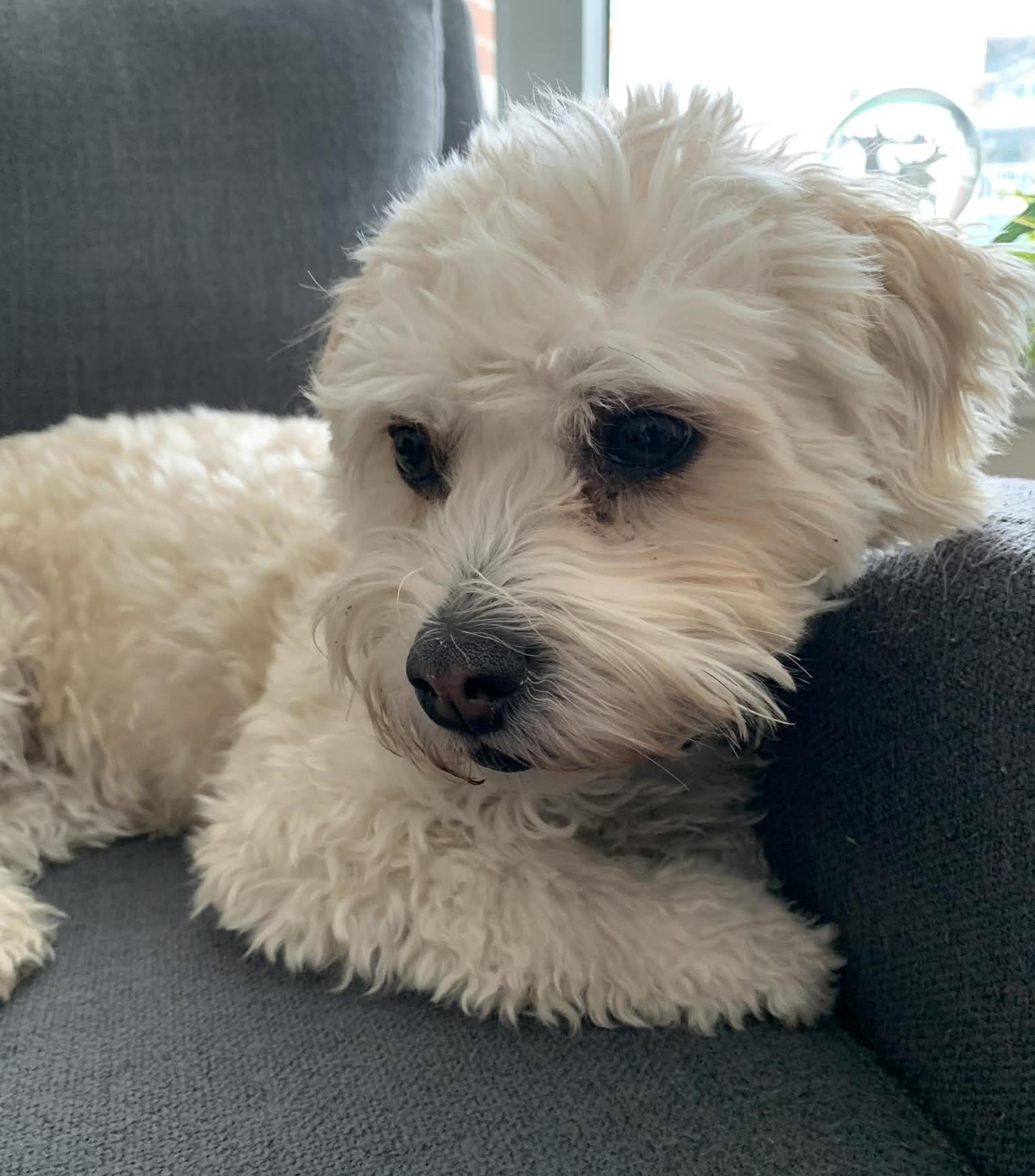 Mindy, a ADOPTABLE Morkie in King City, ON image 1/4