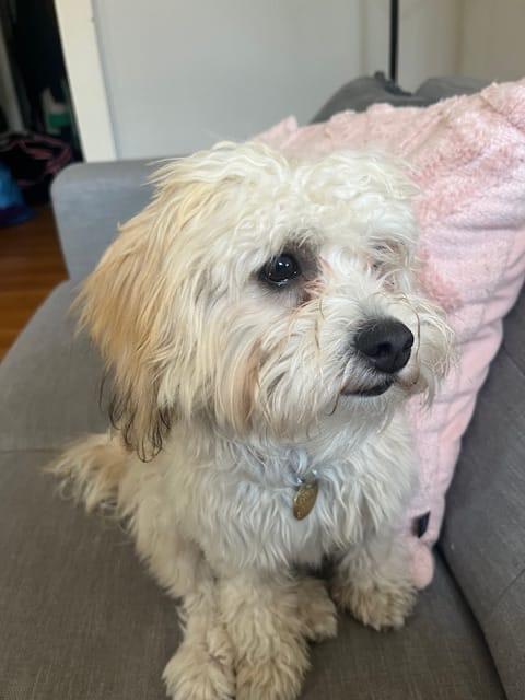 Mindy, a ADOPTABLE Morkie in King City, ON image 4/4