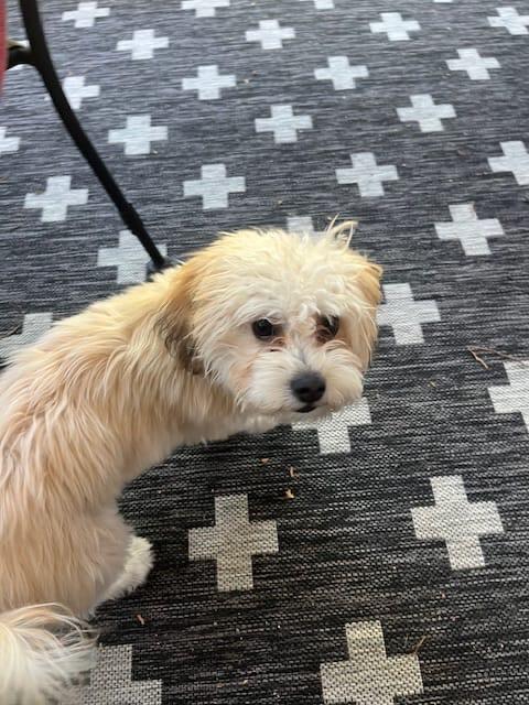 Mindy, a ADOPTABLE Morkie in King City, ON image 3/4