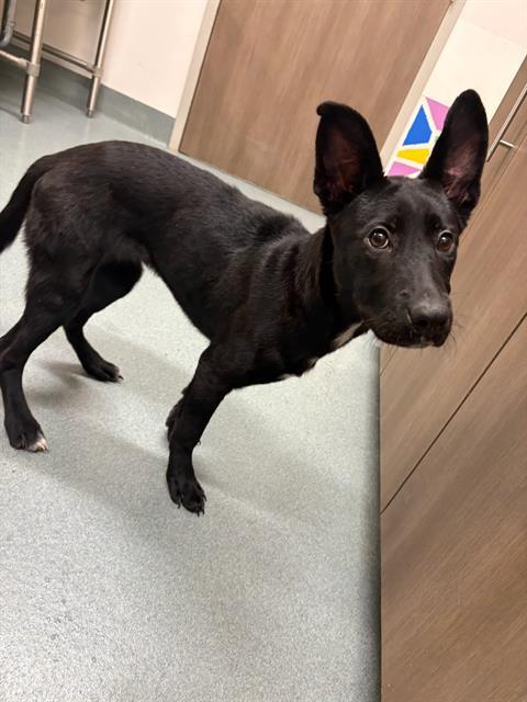 PINKY PIE, Adoptable, Young Female German Shepherd Dog & Mixed Breed.