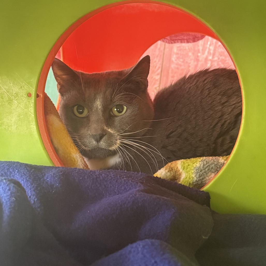 Enlarge Miracle, a Adoptable Domestic Short Hair in Desert Hot Springs, CA image 1/2