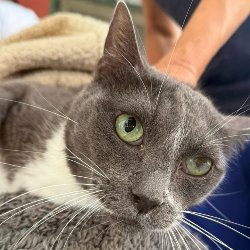 Miracle, Adoptable, Senior Female Domestic Short Hair.