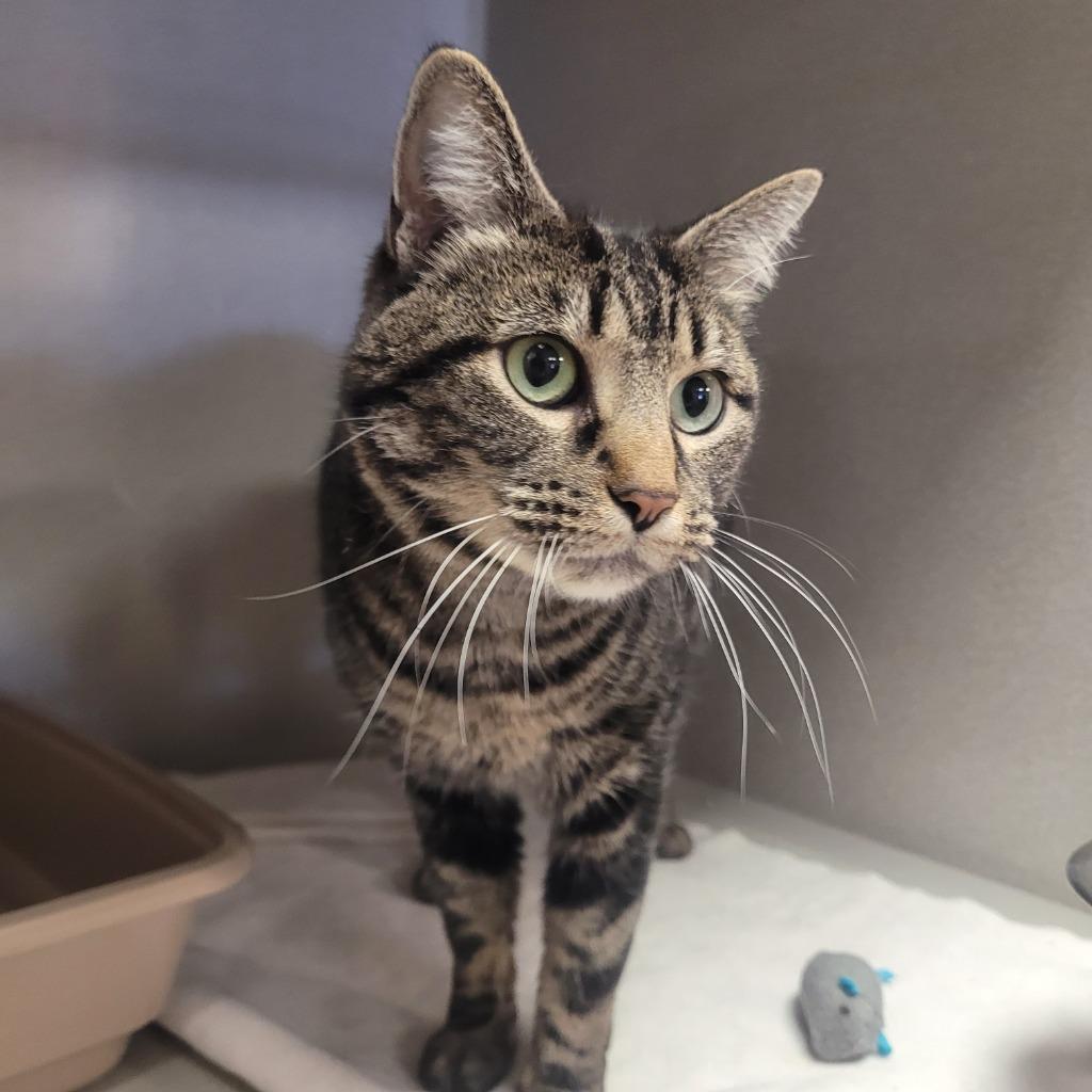 Annie, Adoptable, Adult Female Domestic Short Hair.