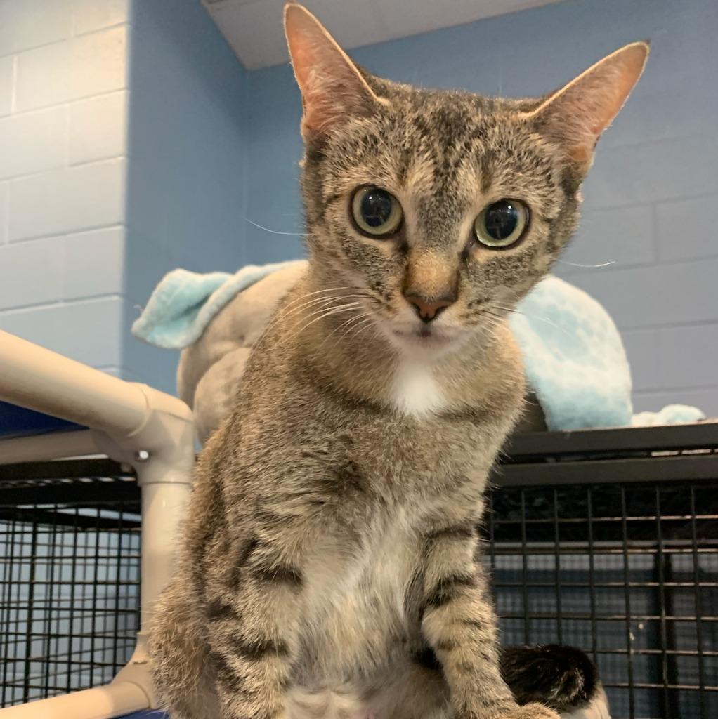 Ariel — thumbnail 4