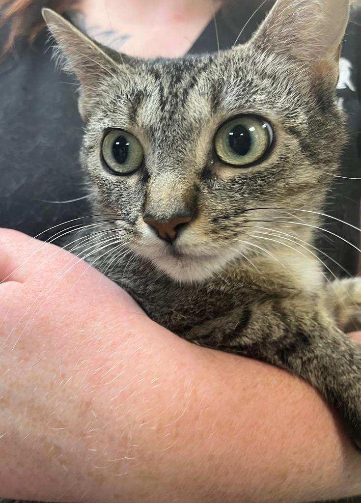 Ariel — thumbnail 5