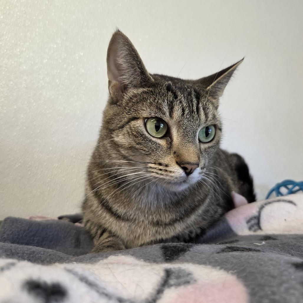 Spring, Adoptable, Adult Female Domestic Short Hair.