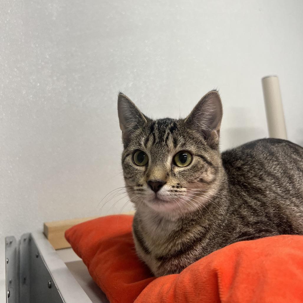 Spring, Adoptable, Adult Female Domestic Short Hair.