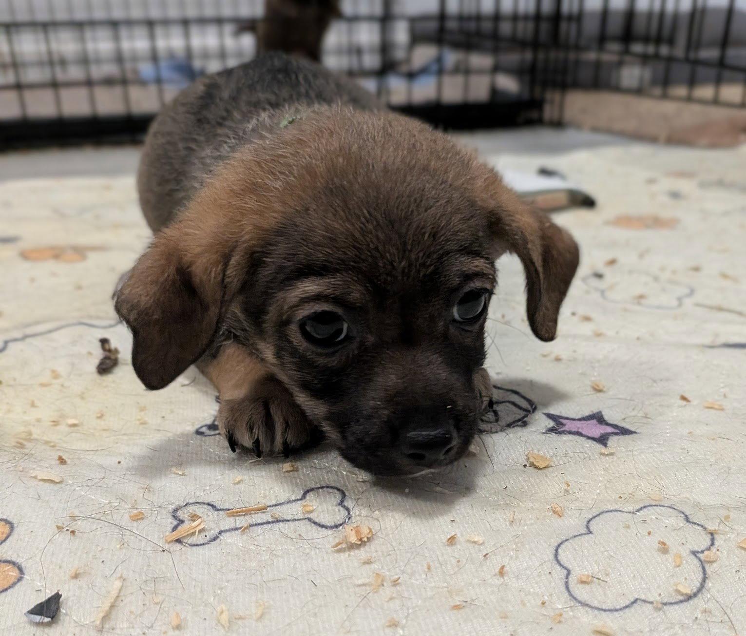 Hadar, Adoptable, Puppy Male Dachshund.