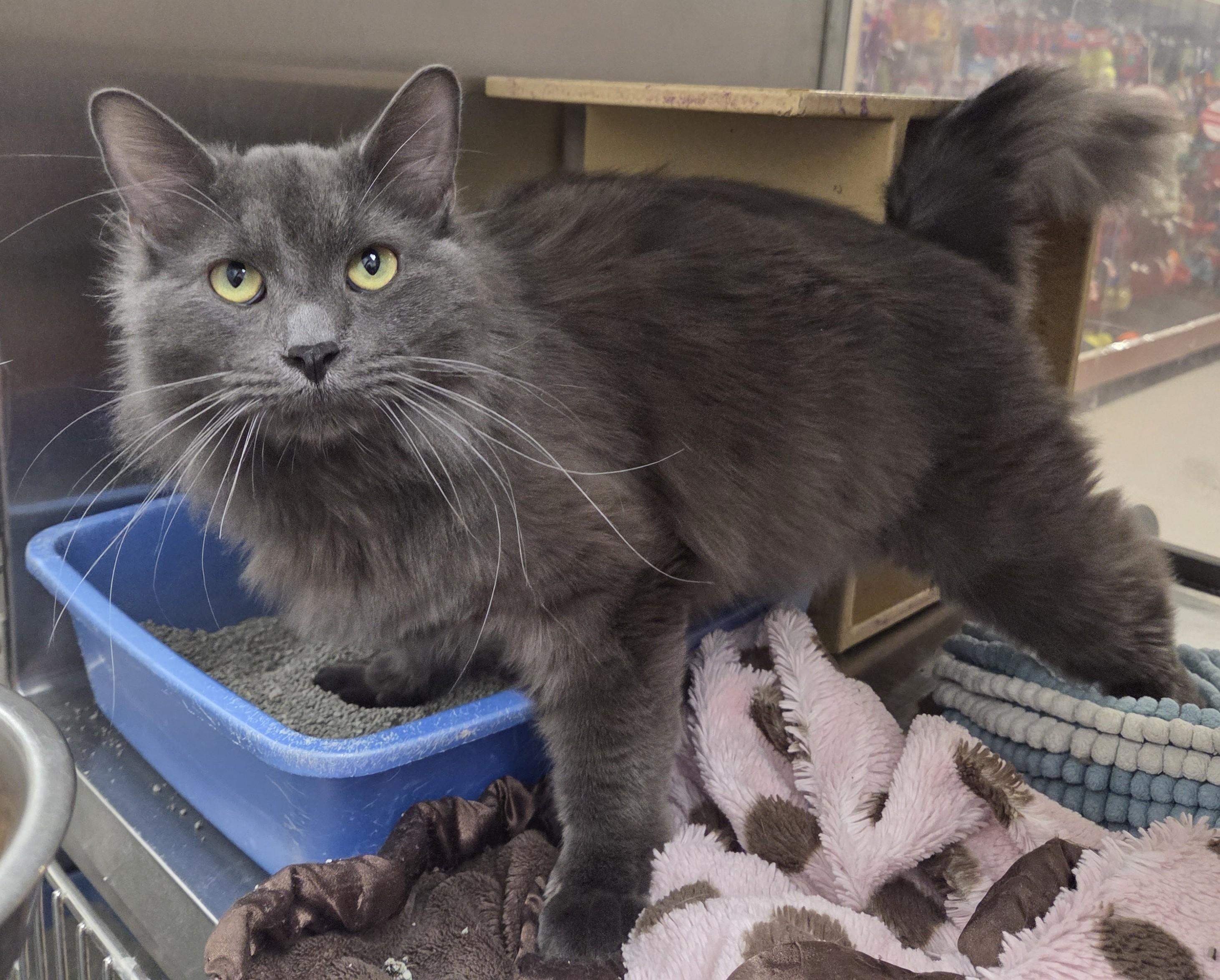 Barney, an adopted Domestic Long Hair in Millville, UT image 3/3