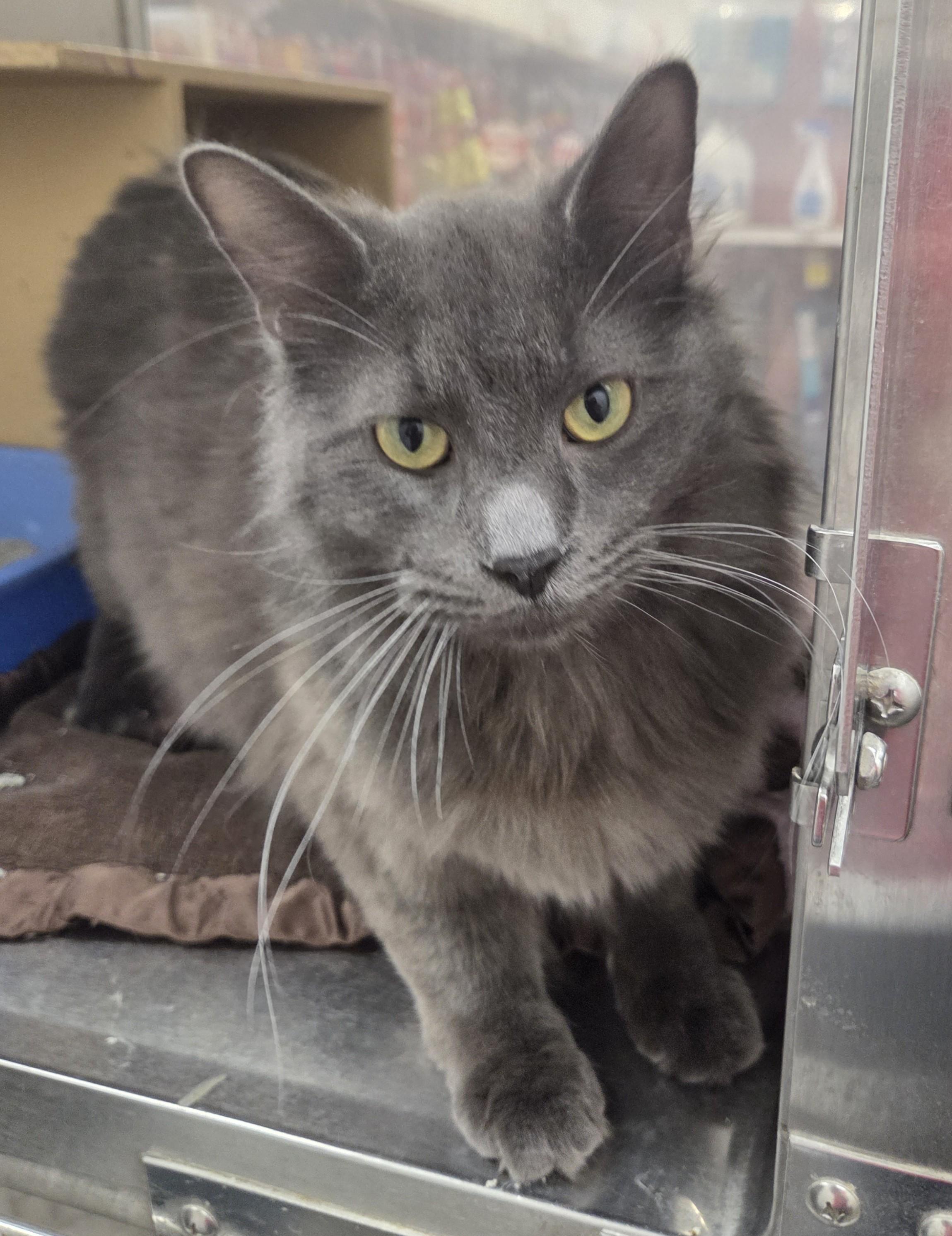 Barney, adopted, Young Male Domestic Long Hair.