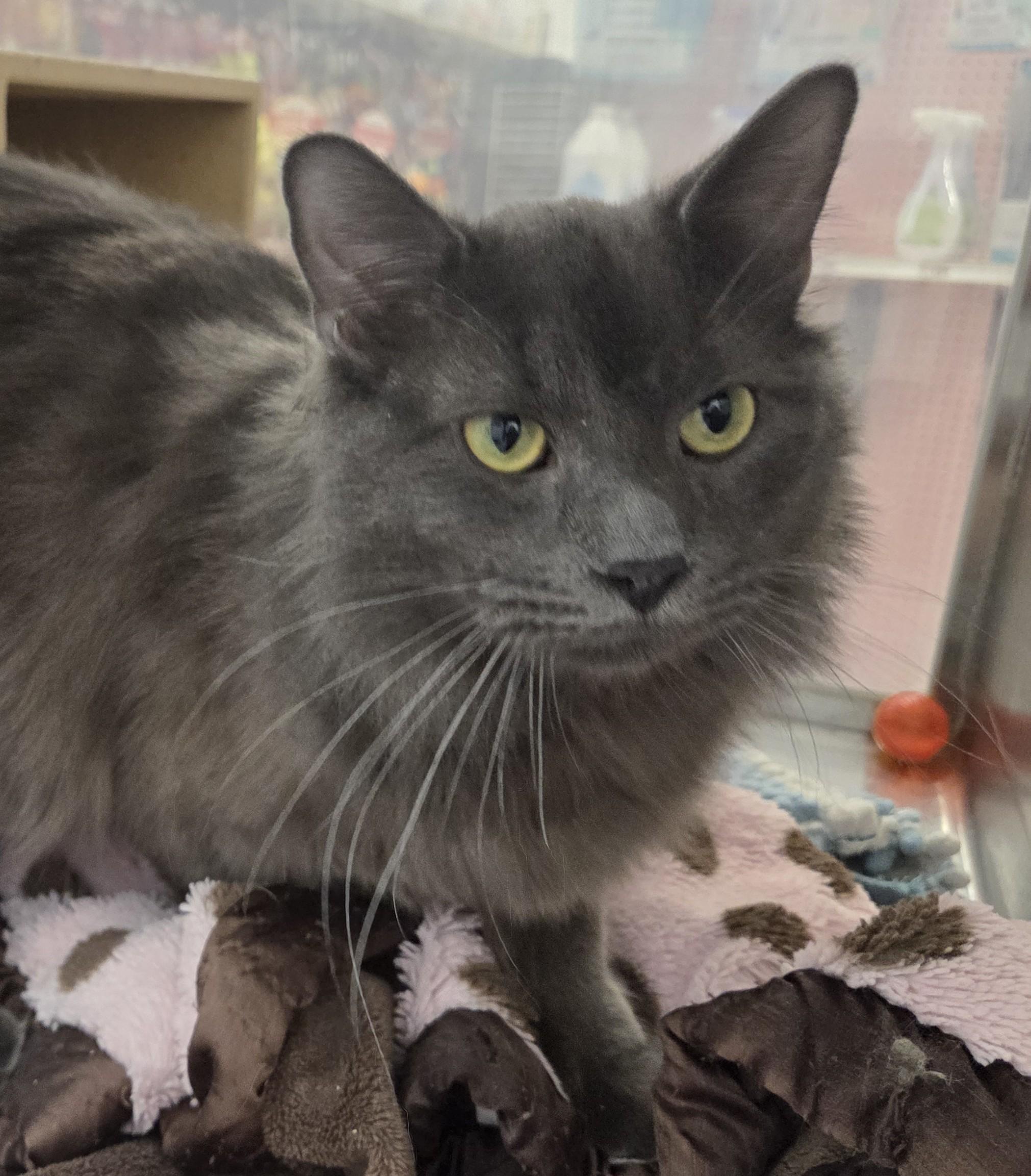 Barney, an adopted Domestic Long Hair in Millville, UT image 2/3