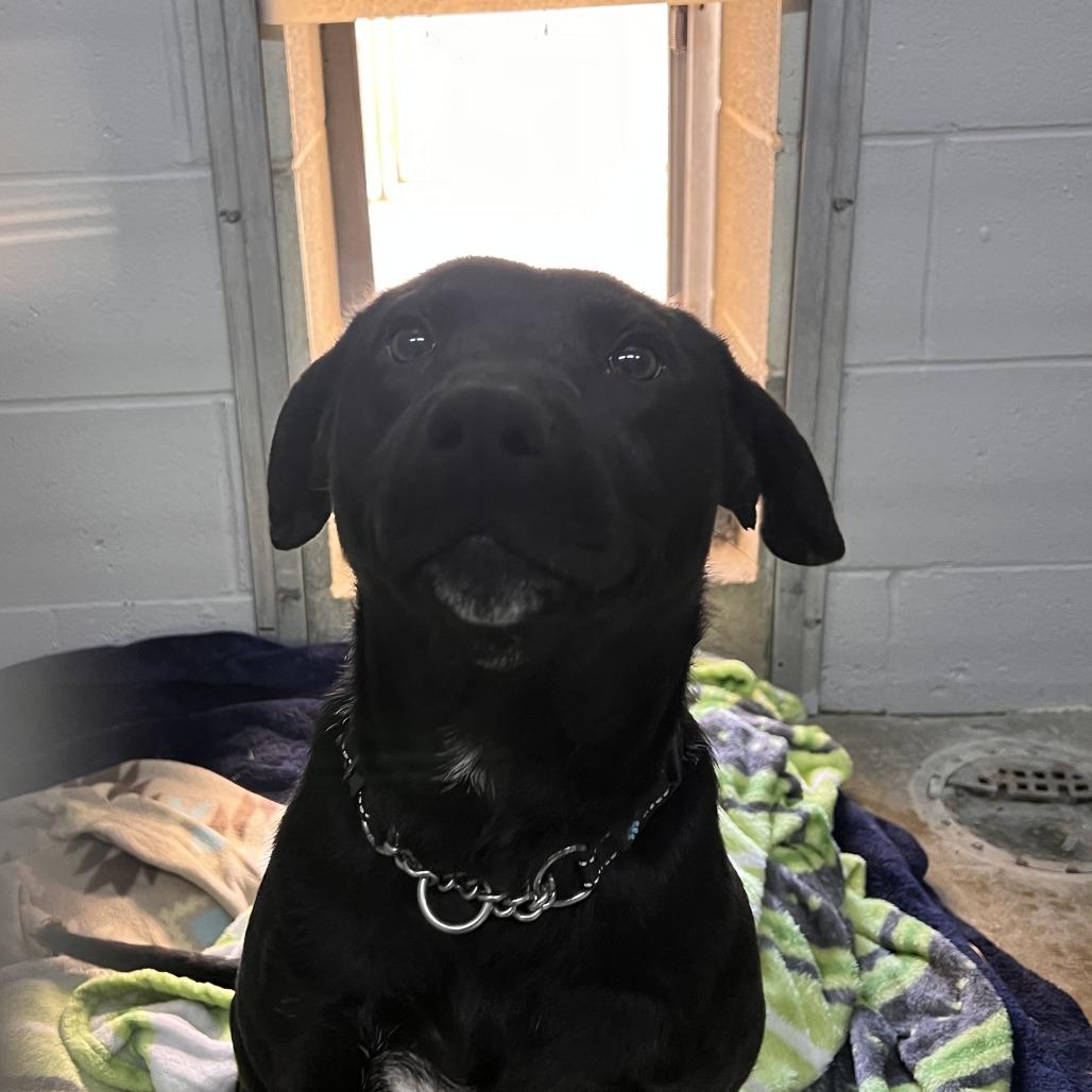 Enlarge Ringo, a Adoptable Mixed Breed in Camden, DE image 1/1