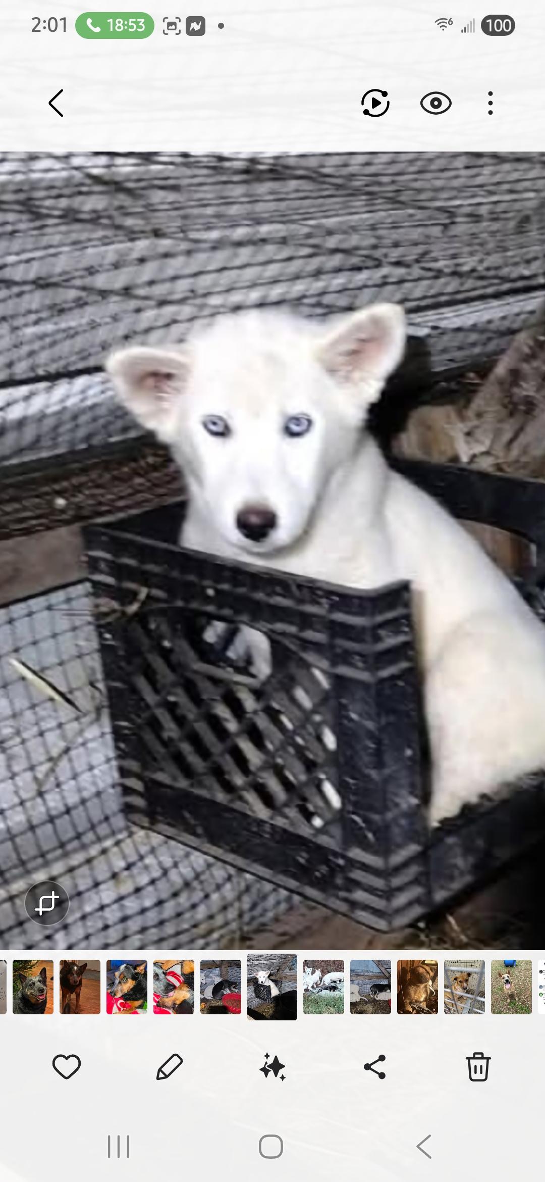 Marshmallow, Adopted, Young Female German Shepherd Dog & Siberian Husky.