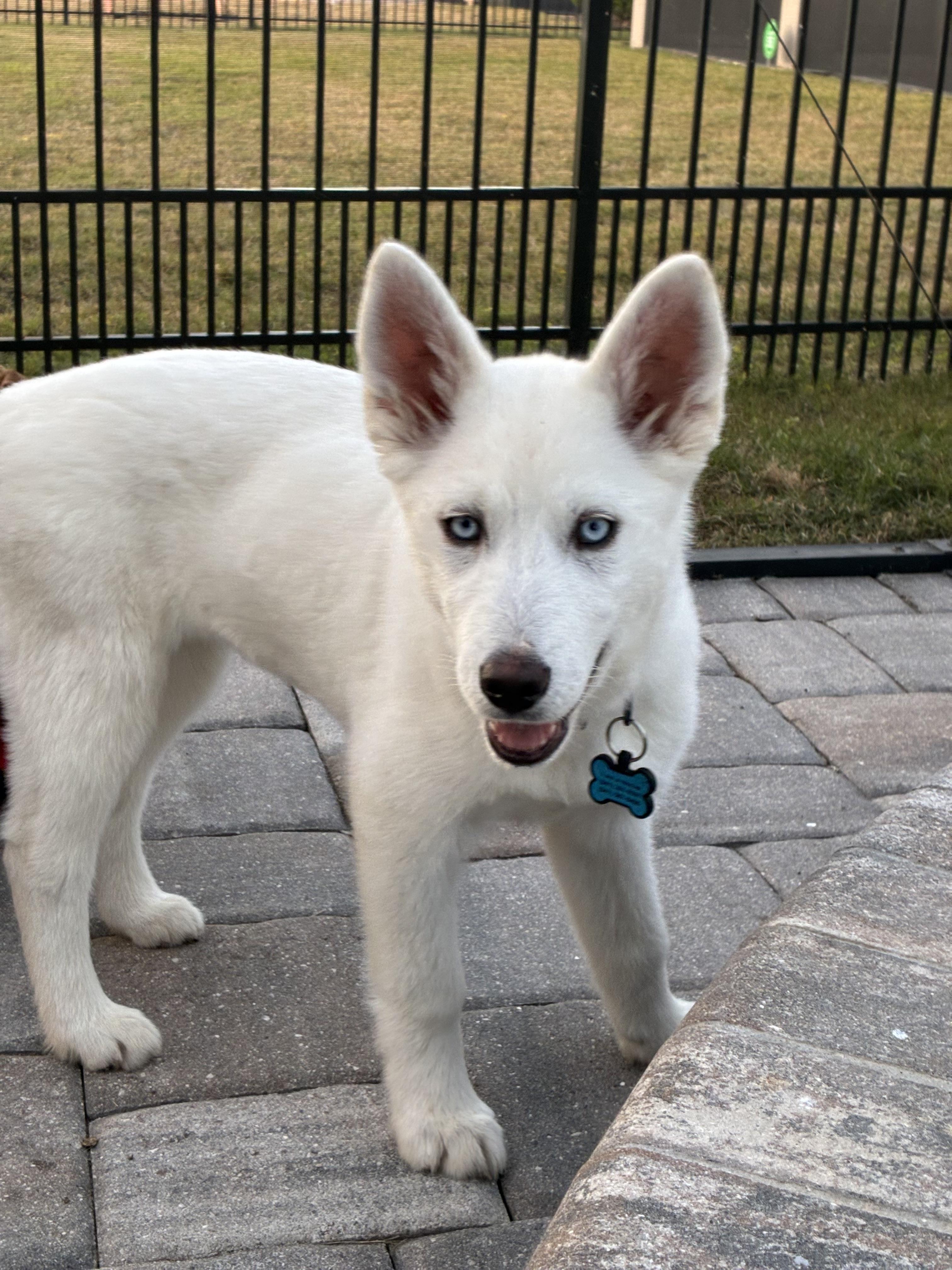 Enlarge Marshmallow, a Adopted mixed breed in Bradenton, FL image 5/5