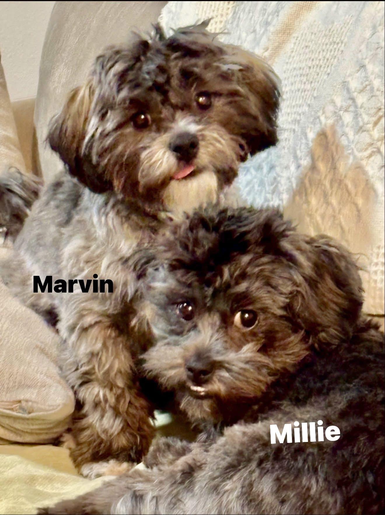 Enlarge Marvin, an adopted Shih poo in Little Elm, TX image 1/1
