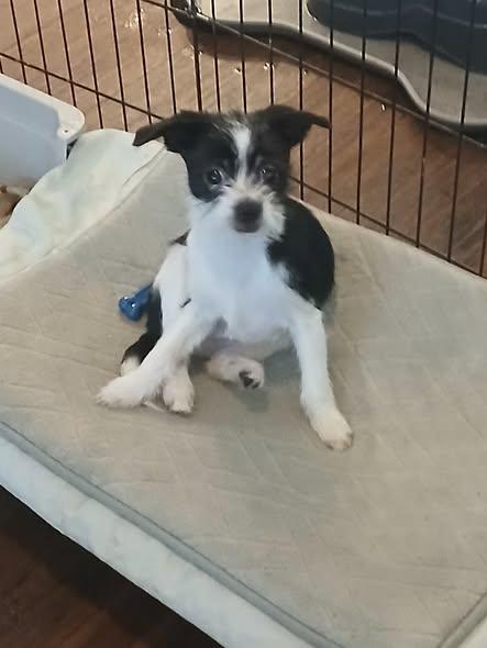 Ozzy, an adopted mixed breed in Inverness, FL image 1/2