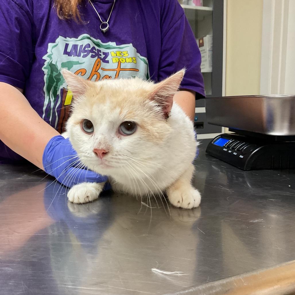Snowdrop, Adoptable, Young Male Domestic Short Hair.