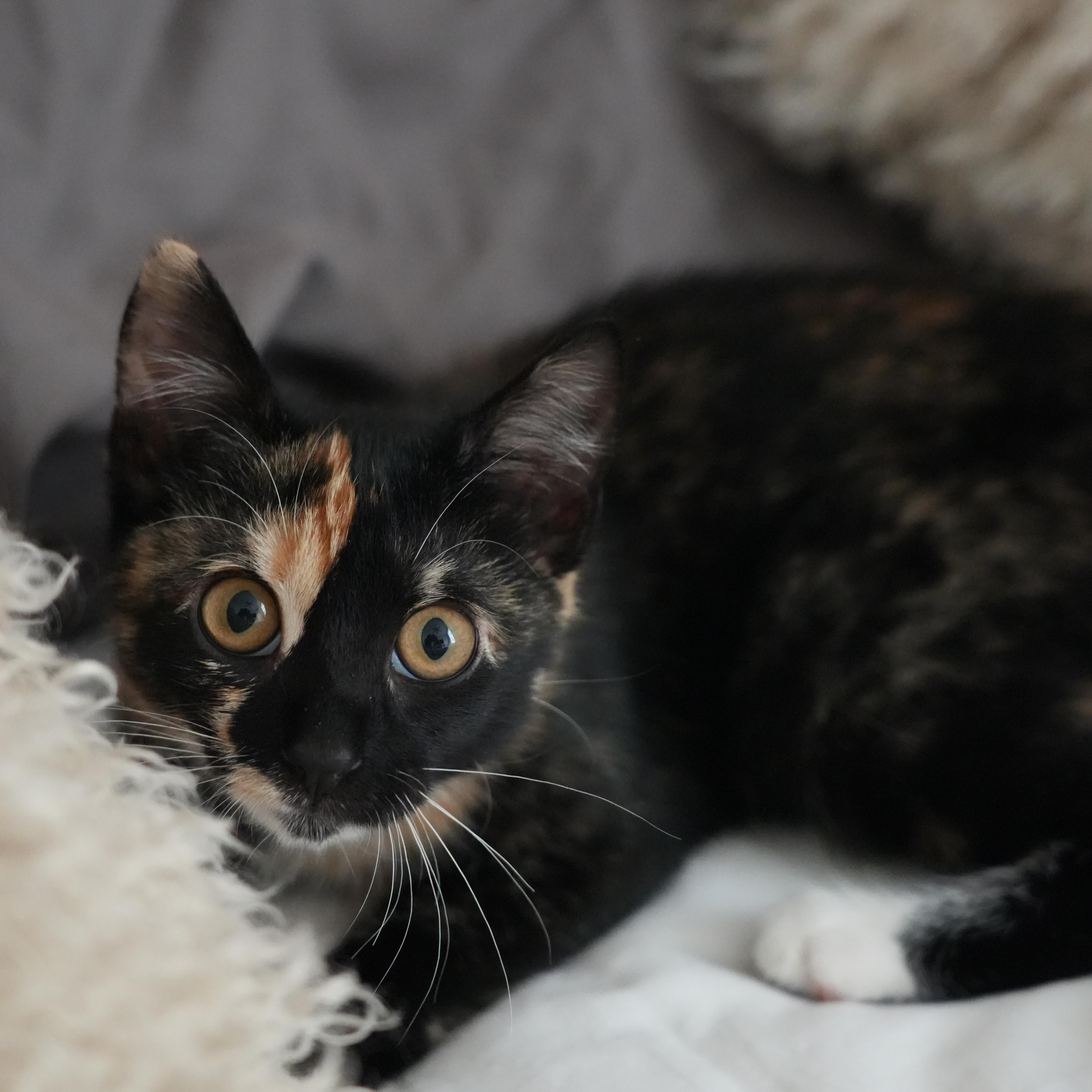 Patches (calico) and Sky (black), an adopted Domestic Short Hair in Bellmawr, NJ image 5/5