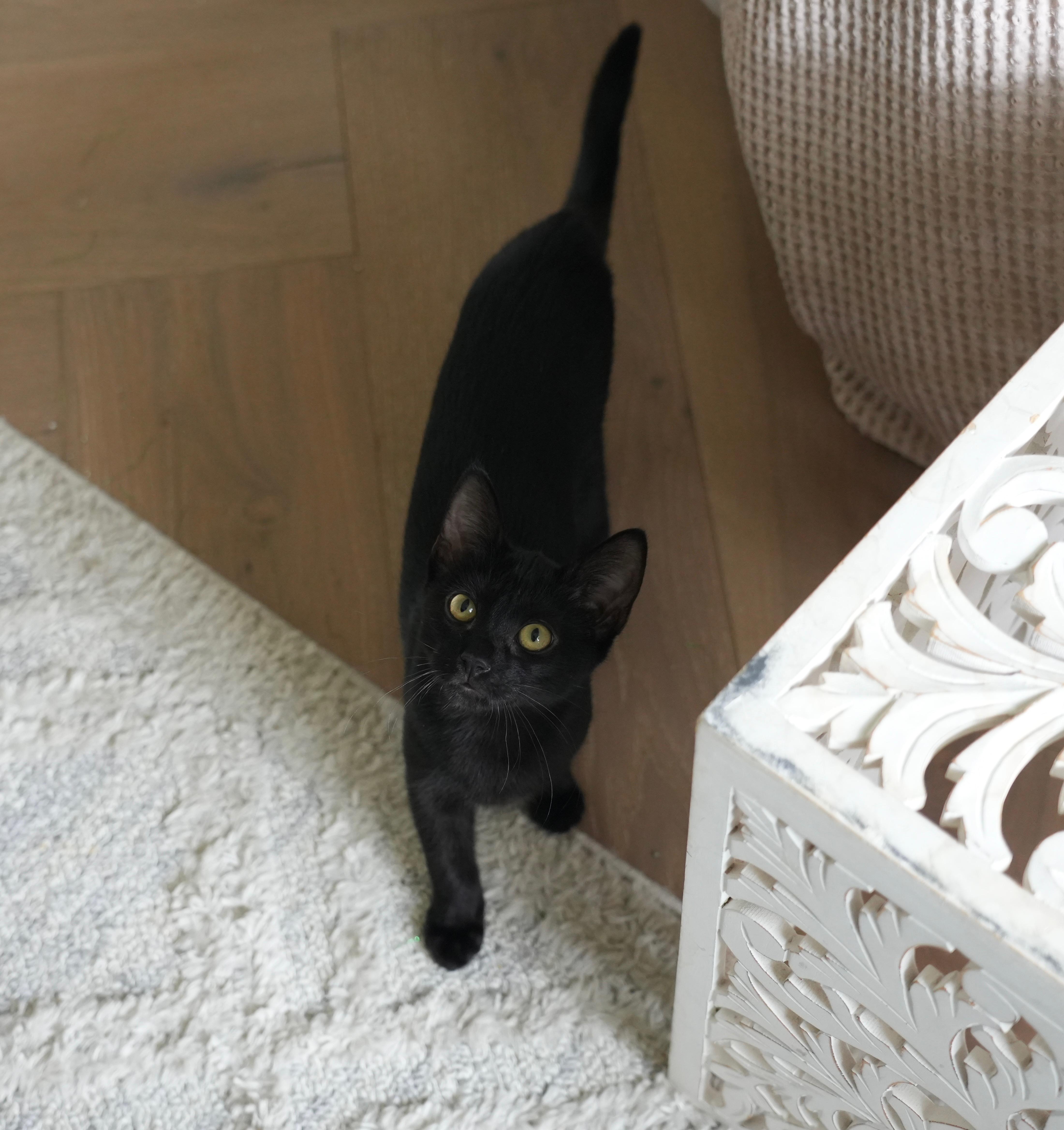 Patches (calico) and Sky (black), an adopted Domestic Short Hair in Bellmawr, NJ image 2/5