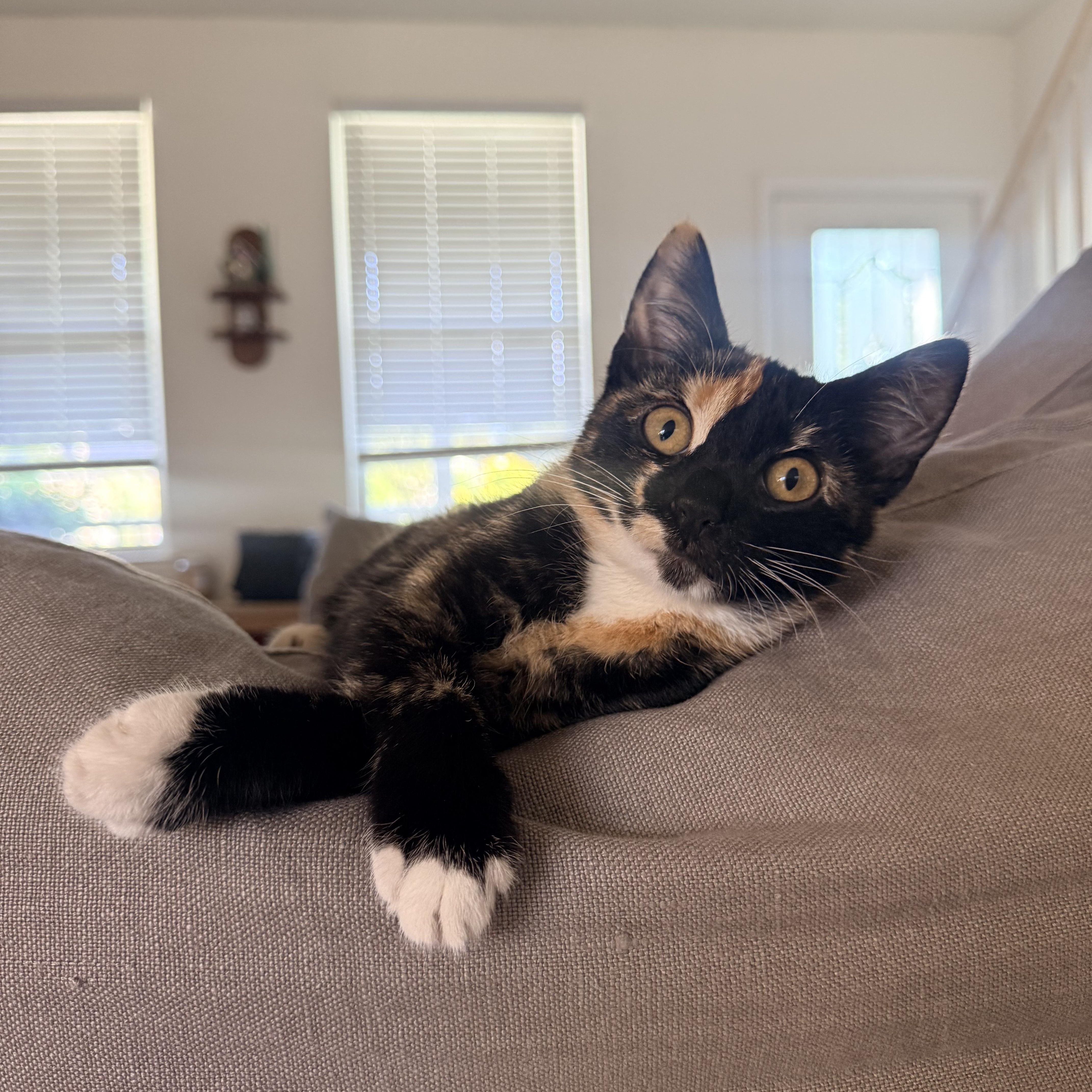 Patches (calico) and Sky (black), adopted, Kitten Female Domestic Short Hair.