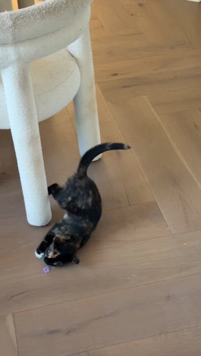 Enlarge Patches (calico) and Sky (black), an adopted Domestic Short Hair in Bellmawr, NJ video 3/5