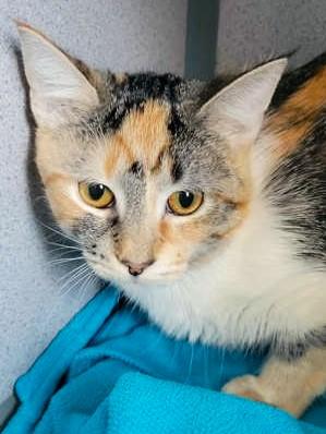 Patches, Adoptable, Young Female Domestic Short Hair.