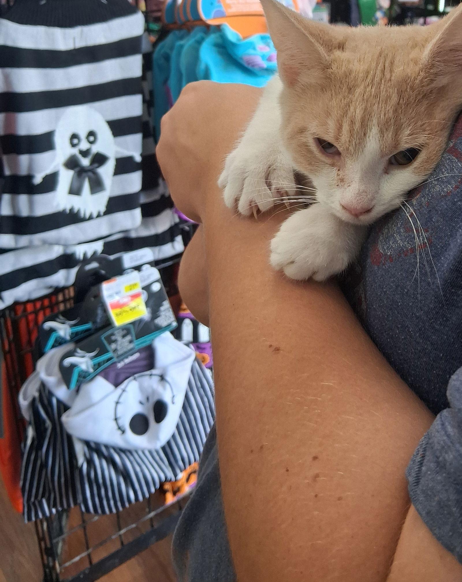 Diego (Kitty), Adopted, Young Male Domestic Short Hair.