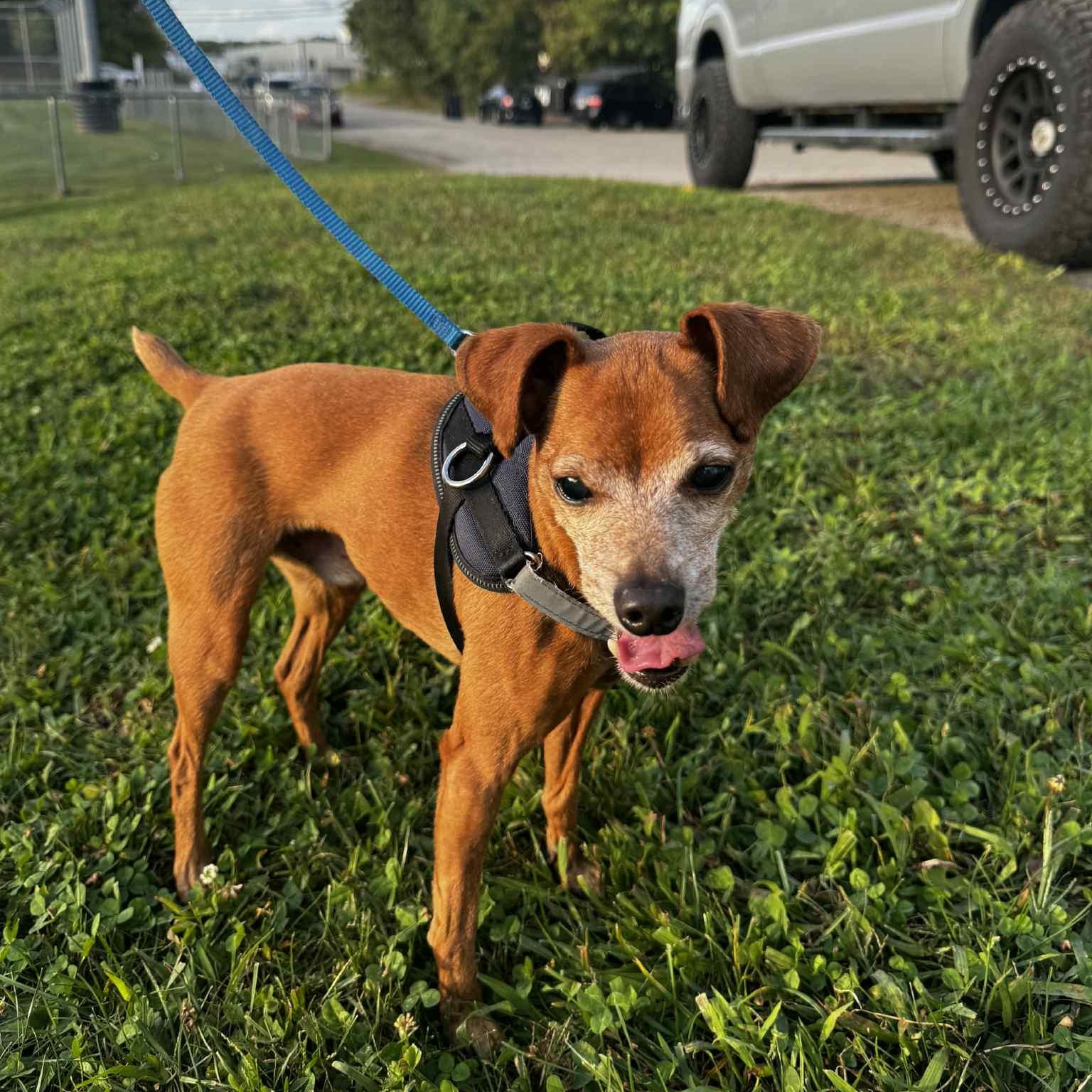 Enlarge Jack, a Adoptable mixed breed in Cumberland, RI image 2/5