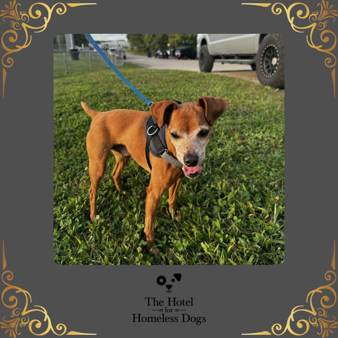 Enlarge Jack, a Adoptable mixed breed in Cumberland, RI image 1/5