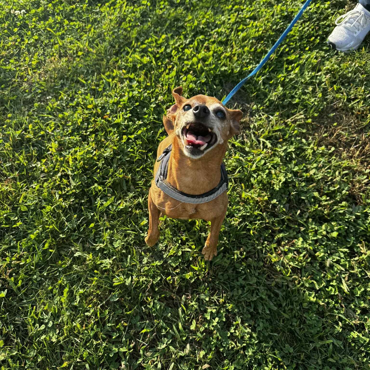 Enlarge Jack, a Adoptable mixed breed in Cumberland, RI image 5/5