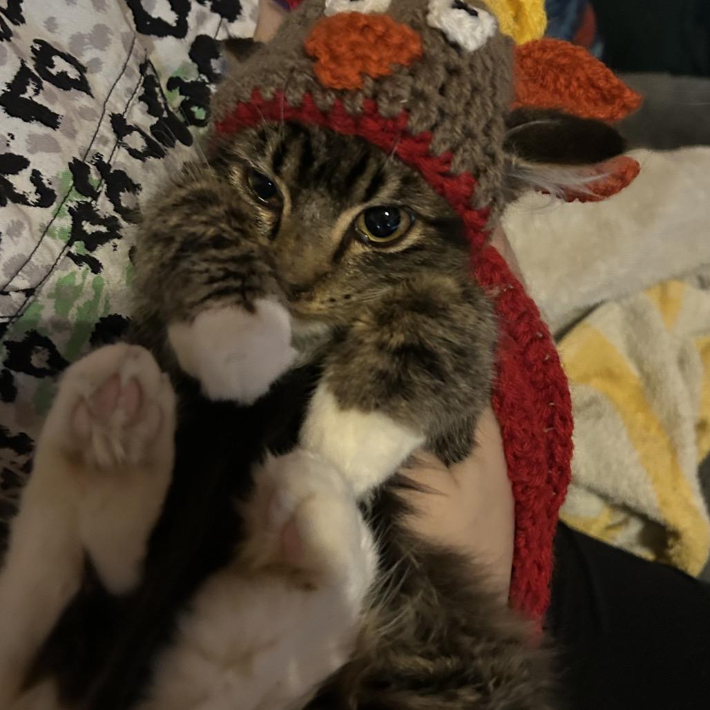 Moban, a Adoptable Domestic Medium Hair in Veneta, OR image 1/2