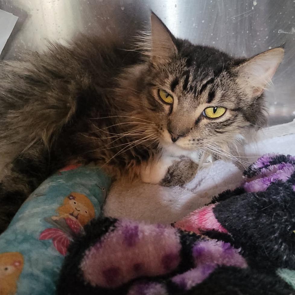 Moban, a Adoptable Domestic Medium Hair in Veneta, OR image 2/2