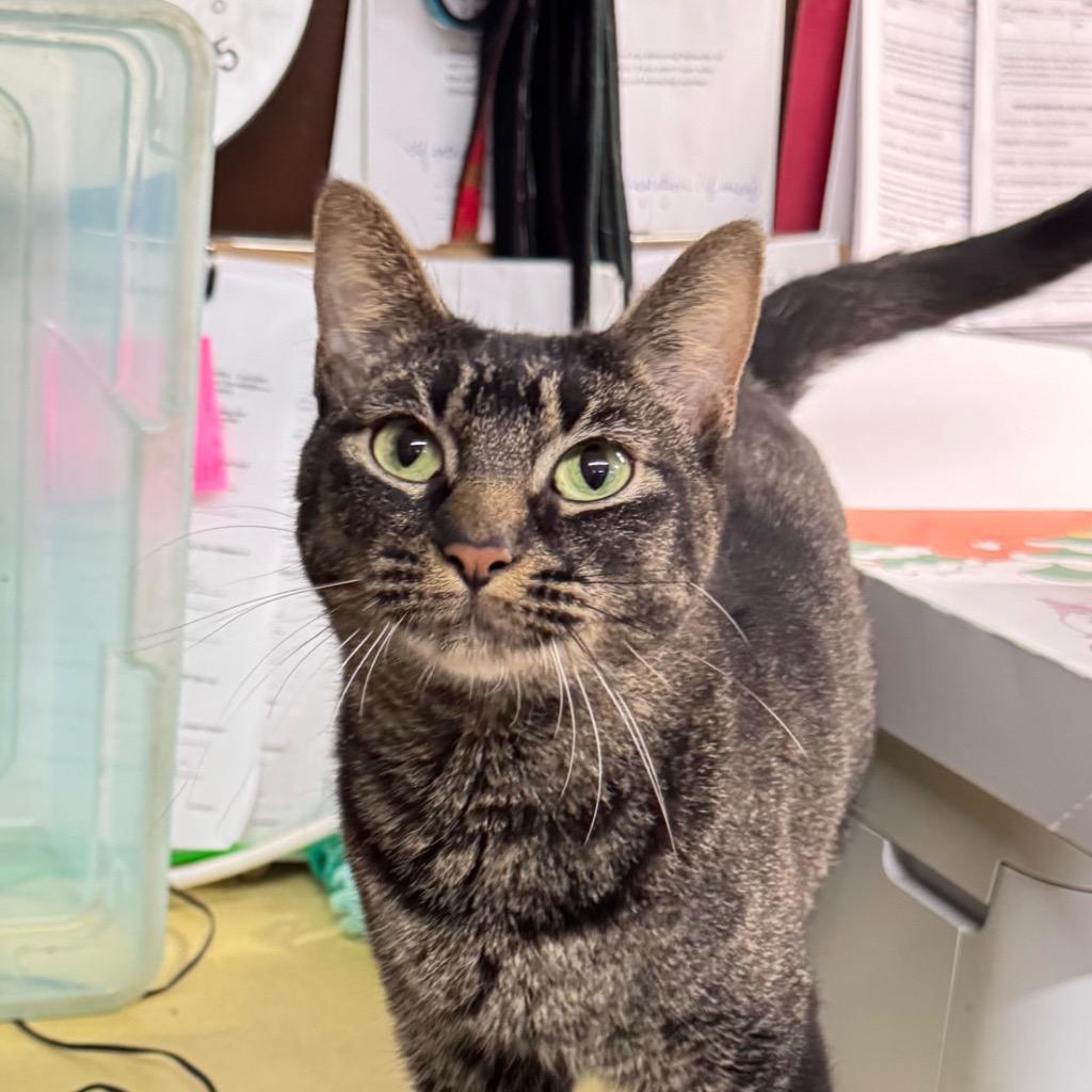 Enlarge MITZY, a Adoptable mixed breed in Battle Creek, MI image 1/1